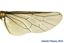 Attēlu rezultāti vaicājumam “Tenthredinidae”