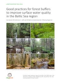 Attēlu rezultāti vaicājumam “Populus x lettland”