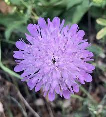 Attēlu rezultāti vaicājumam “Knautia arvensis fruit”