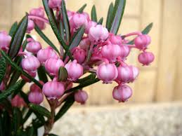 Attēlu rezultāti vaicājumam “Andromeda polifolia leaf”