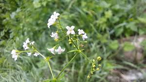Attēlu rezultāti vaicājumam “Galium rivale leaf”