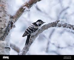 Attēlu rezultāti vaicājumam “Dendrocopos minor female”