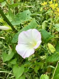 Attēlu rezultāti vaicājumam “Calystegia sepium flower”