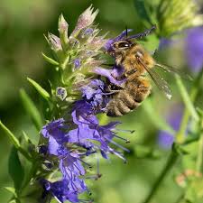 Attēlu rezultāti vaicājumam “Hyssopus officinalis flower”