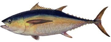Image result for Thunnus albacares