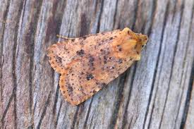 Attēlu rezultāti vaicājumam “Conistra rubiginea”