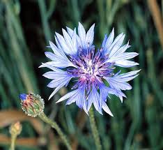Image result for Centaurea cyanus