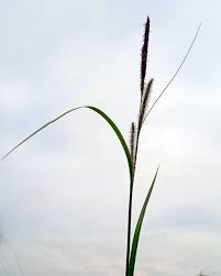 Attēlu rezultāti vaicājumam “Carex acuta”