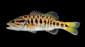 Image result for Micropterus
