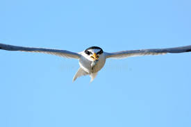 Attēlu rezultāti vaicājumam “Sternula albifrons”