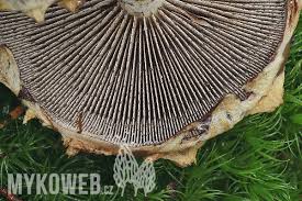 Attēlu rezultāti vaicājumam “Stropharia albocrenulata”