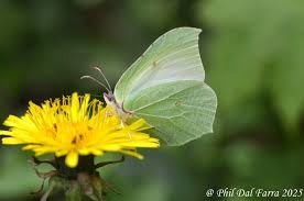 Attēlu rezultāti vaicājumam “Gonepteryx rhamni”