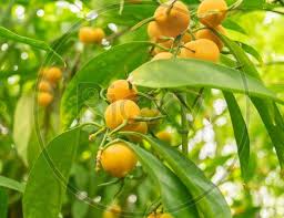 Attēlu rezultāti vaicājumam “Carex appropinquata fruit”