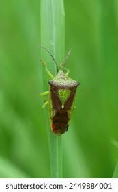 Attēlu rezultāti vaicājumam “Acanthosoma haemorrhoidale imago”