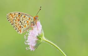 Attēlu rezultāti vaicājumam “Argynnis niobe”