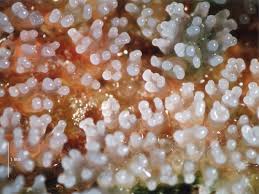 Attēlu rezultāti vaicājumam “Cribraria rubiginosa macro”