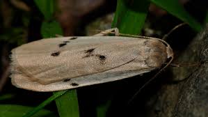 Attēlu rezultāti vaicājumam “Pelosia muscerda”