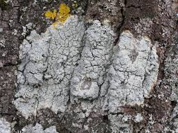 Attēlu rezultāti vaicājumam “Pertusaria pertusa”