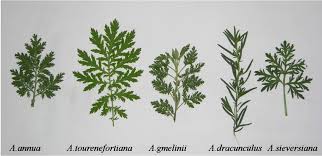 Image result for Artemisia gmelinii