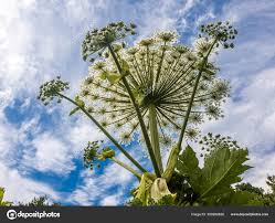 Attēlu rezultāti vaicājumam “Heracleum sosnowskyi leaf”
