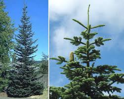 Attēlu rezultāti vaicājumam “Abies”