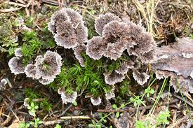Attēlu rezultāti vaicājumam “Thelephora terrestris”