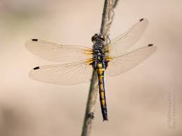 Attēlu rezultāti vaicājumam “Leucorrhinia”