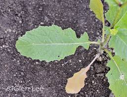 Attēlu rezultāti vaicājumam “Sinapis arvensis leaf”