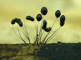 Attēlu rezultāti vaicājumam “Comatricha nigra macro”