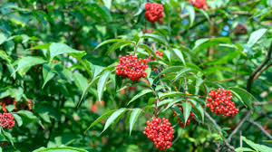 Attēlu rezultāti vaicājumam “Sambucus racemosa fruit”