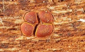 Attēlu rezultāti vaicājumam “Perichaena depressa”