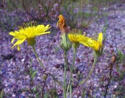 Attēlu rezultāti vaicājumam “Crepis tectorum flower”