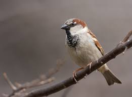 Attēlu rezultāti vaicājumam “Passer domesticus male”