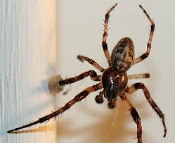 Attēlu rezultāti vaicājumam “Larinioides cornutus”