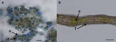 Attēlu rezultāti vaicājumam “Cystocoleus ebeneus”