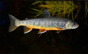 Image result for Salvelinus youngeri