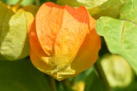 Attēlu rezultāti vaicājumam “Physalis alkekengi”