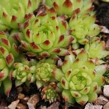 Attēlu rezultāti vaicājumam “Jovibarba globifera leaf”