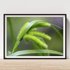 Attēlu rezultāti vaicājumam “Carex pseudocyperus male flower”