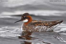 Attēlu rezultāti vaicājumam “Phalaropus lobatus”