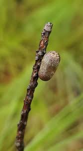 Attēlu rezultāti vaicājumam “Diprionidae cocoon”