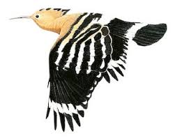 Attēlu rezultāti vaicājumam “Upupa epops”