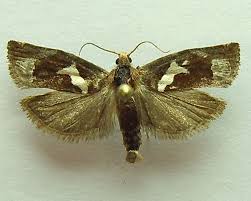 Attēlu rezultāti vaicājumam “Epiblema foenella”