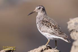 Attēlu rezultāti vaicājumam “Calidris maritima adult”