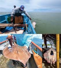 Image result for Hypanus longus