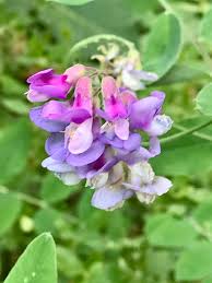 Attēlu rezultāti vaicājumam “Lathyrus laevigatus”