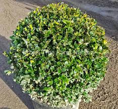 Attēlu rezultāti vaicājumam “Buxus sempervirens”