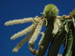 Attēlu rezultāti vaicājumam “Licea castanea macro”