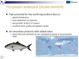 Image result for Seriola dumerili