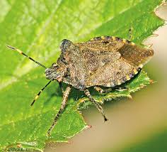 Attēlu rezultāti vaicājumam “Troilus luridus”